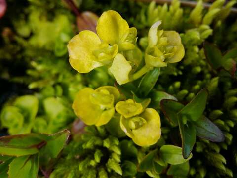 Plancia ëd Chrysosplenium alpinum Schur