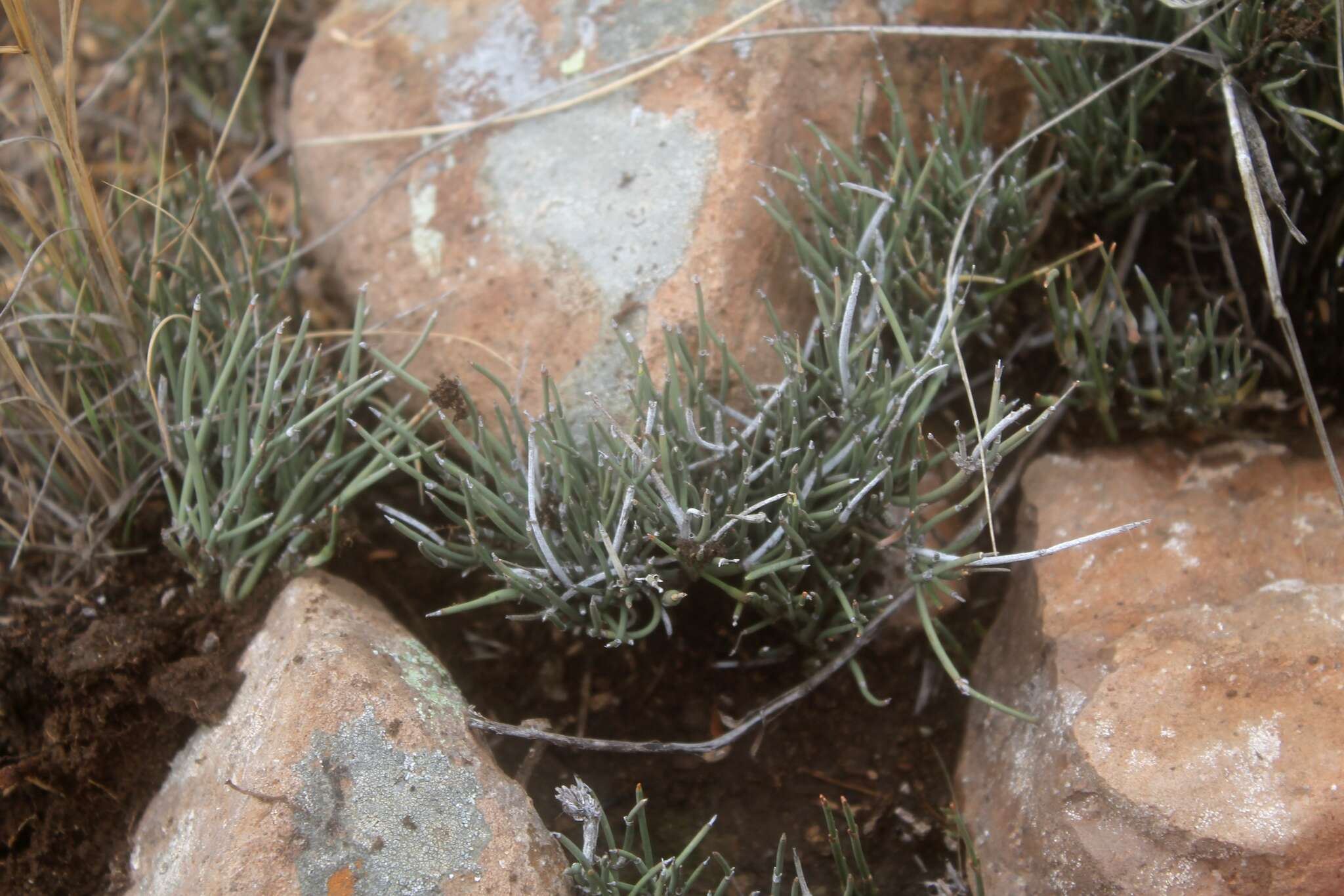 Image of Ephedra compacta Rose