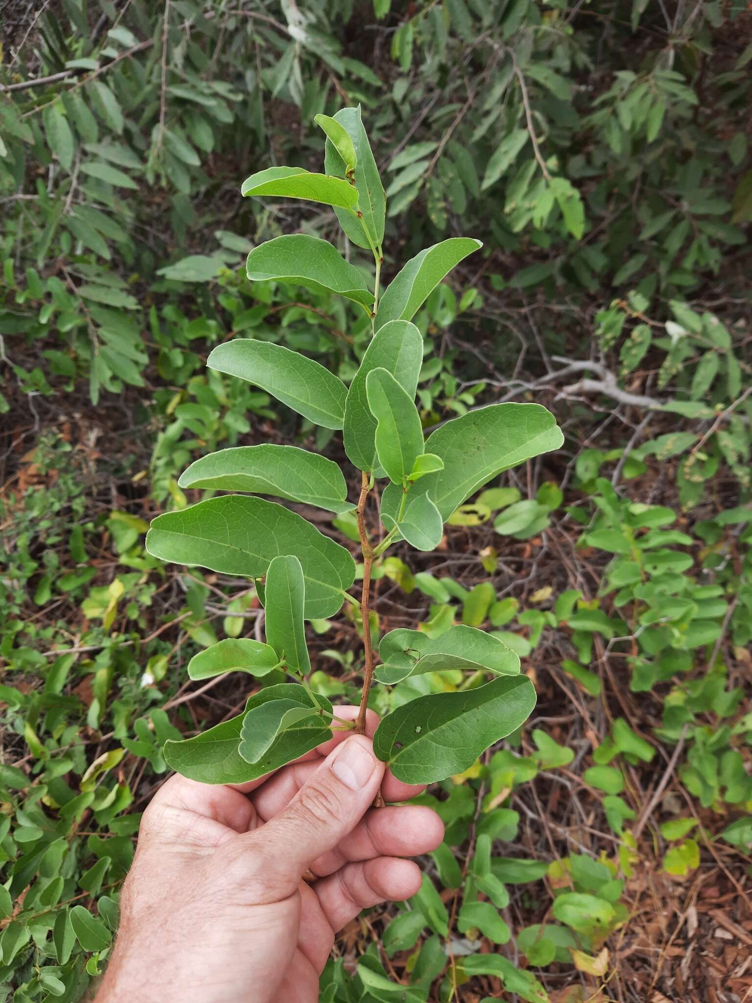 Plancia ëd Cissus cornifolia (Bak.) Planch.