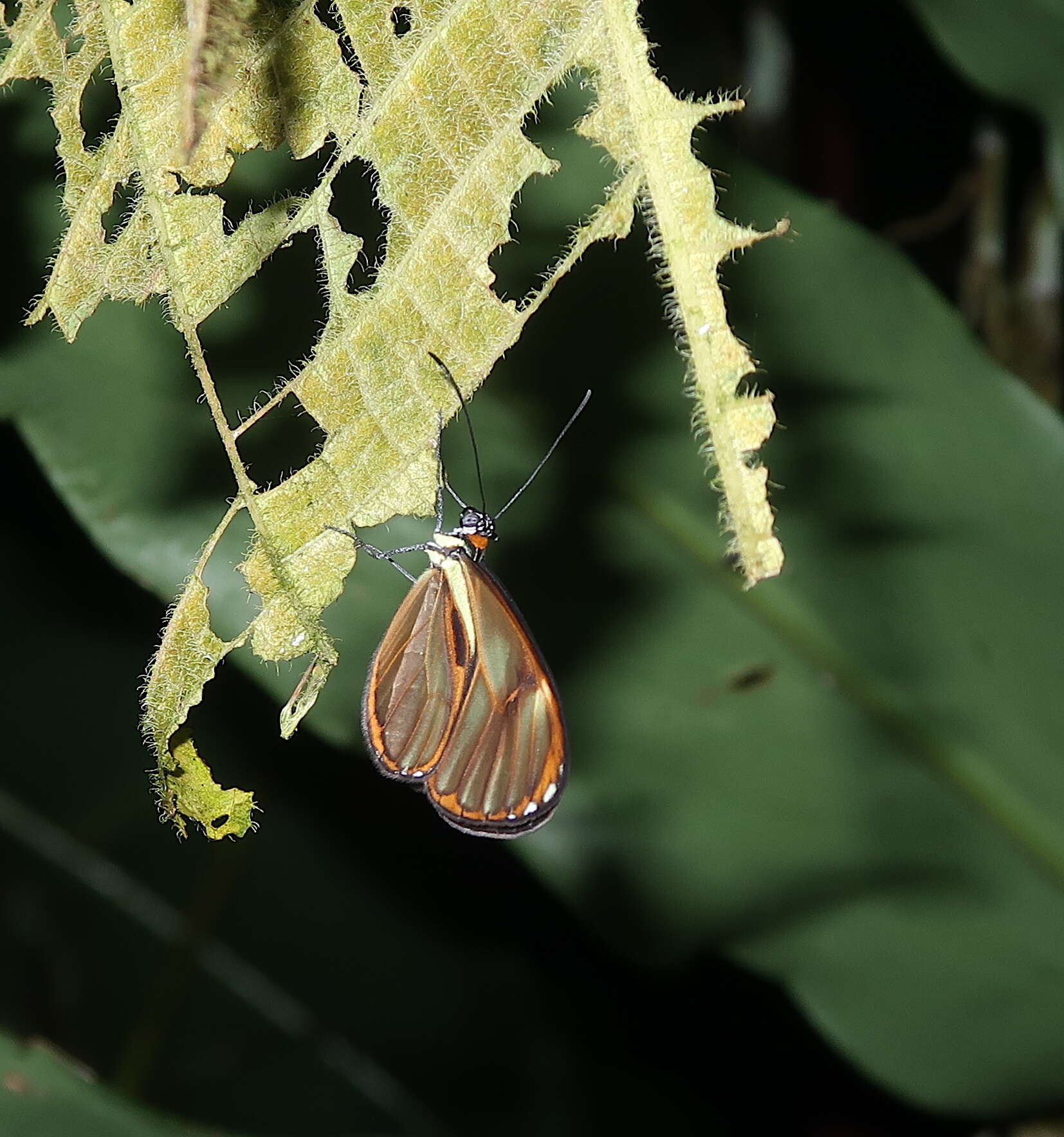 Image of <i>Ithomia pseudoagalla</i>