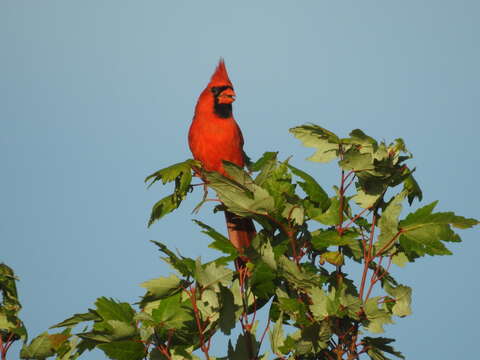 Imagem de Cardinalis cardinalis floridanus Ridgway 1896