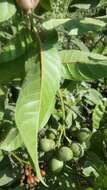 Image de Cordia tortuensis Urb. & Ekman