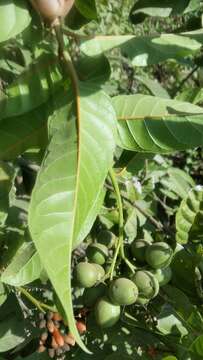 Image of Cordia tortuensis Urb. & Ekman