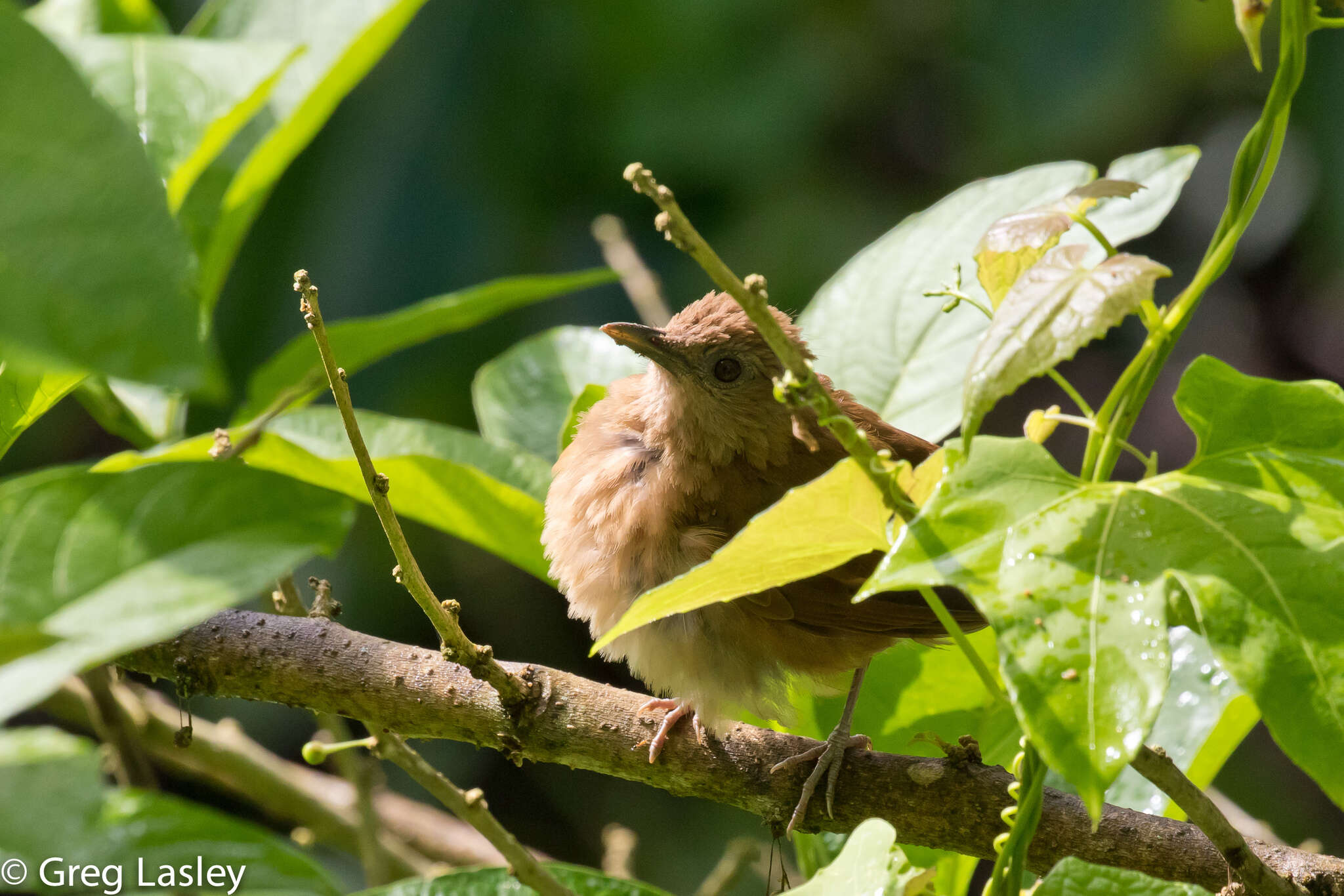 Image of Cocoa Thrush