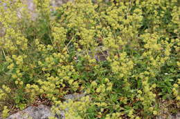 Image of Alchemilla saxatilis Buser