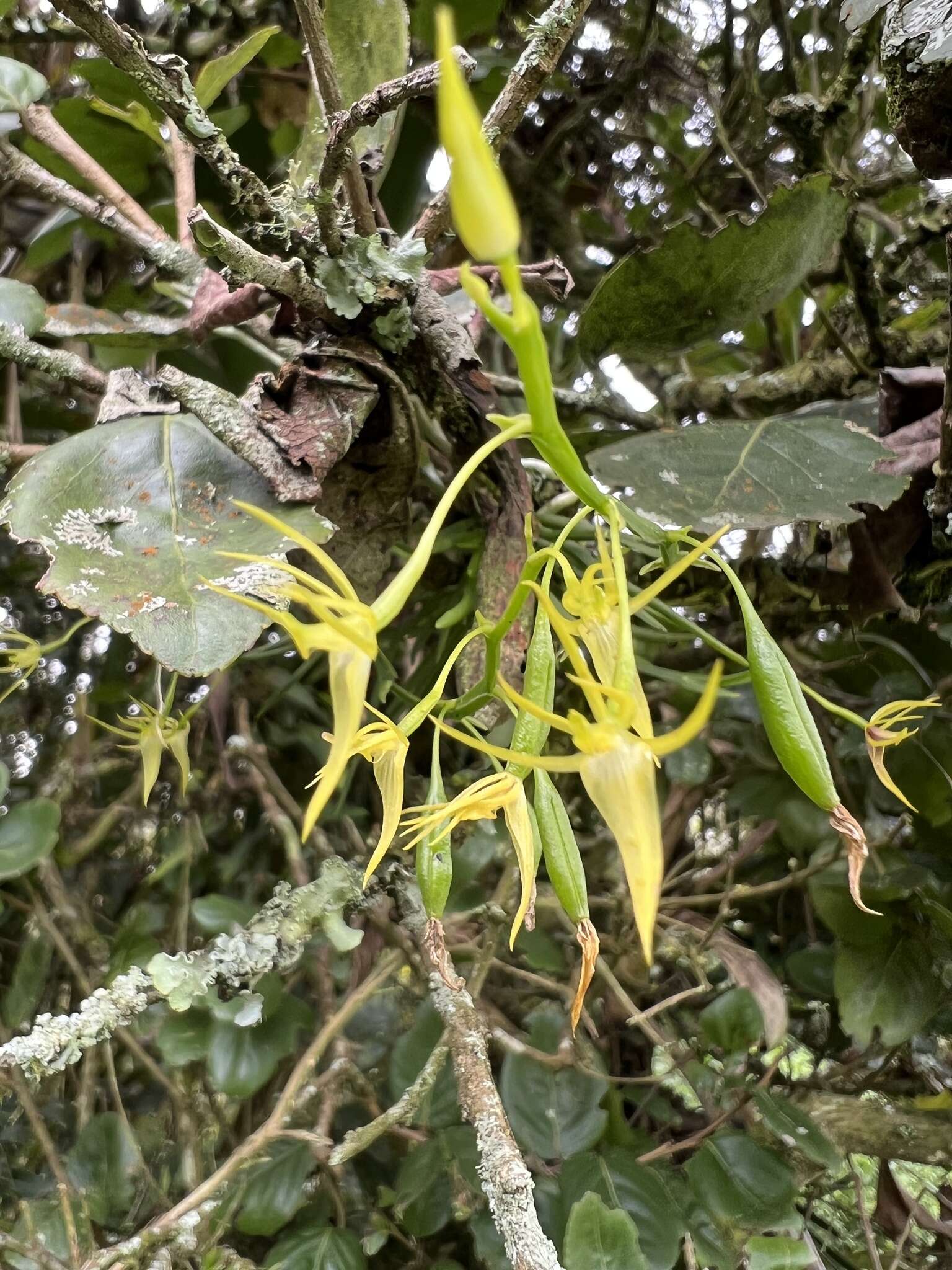 Image de Hofmeisterella eumicroscopica (Rchb. fil.) Rchb. fil.