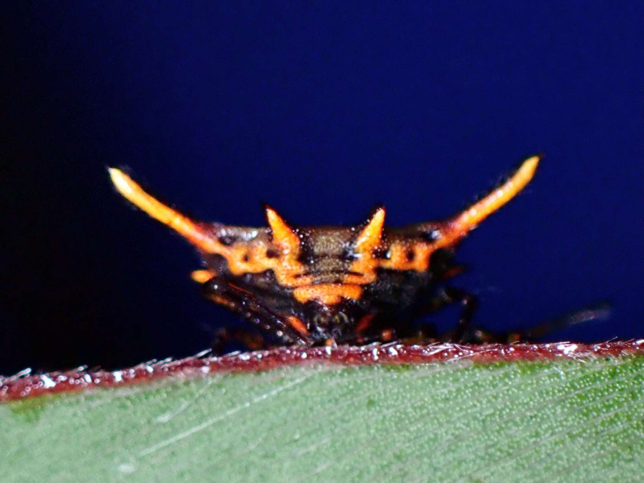 Image of Gasteracantha sanguinea Dahl 1914