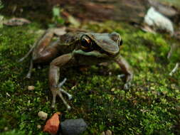 Слика од Hylodes perplicatus (Miranda-Ribeiro 1926)