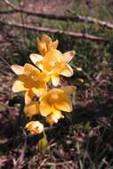 Freesia corymbosa (Burm. fil.) N. E. Br. resmi