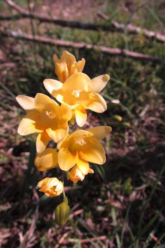 Freesia corymbosa (Burm. fil.) N. E. Br. resmi