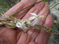 Imagem de Chlorophytum triflorum (Aiton) Kunth