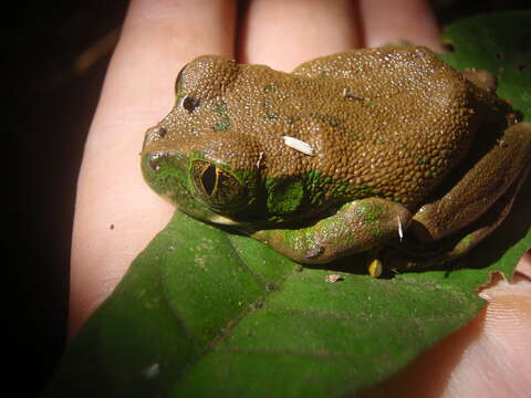 Image of Amani Forest Treefrog