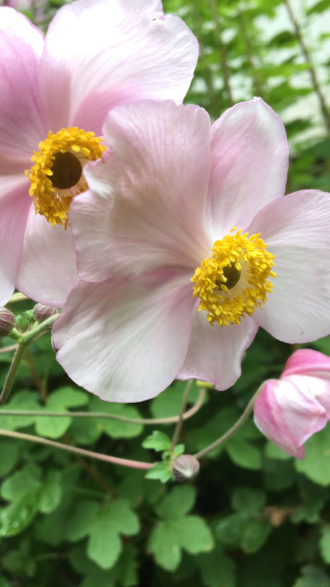 Image of Japanese Thimbleweed