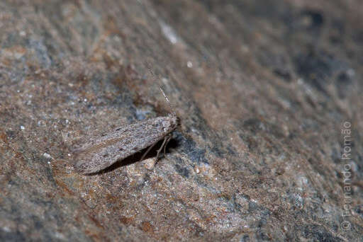 Image de Eulamprotes helotella Staudinger 1859