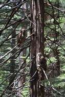 Image of California Spotted Owl