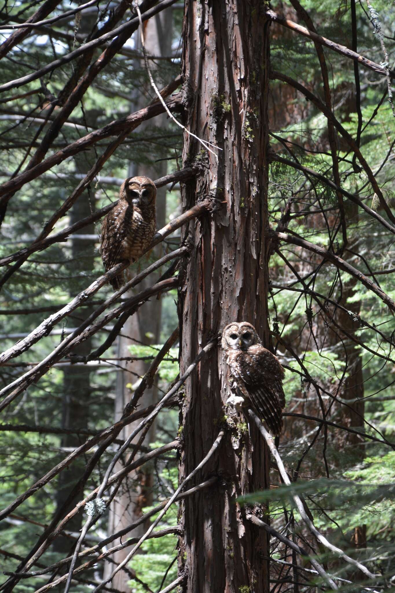 Image of California Spotted Owl