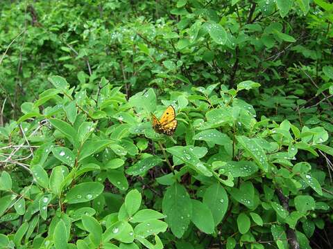 Image of Spiraea media Franz Schmidt