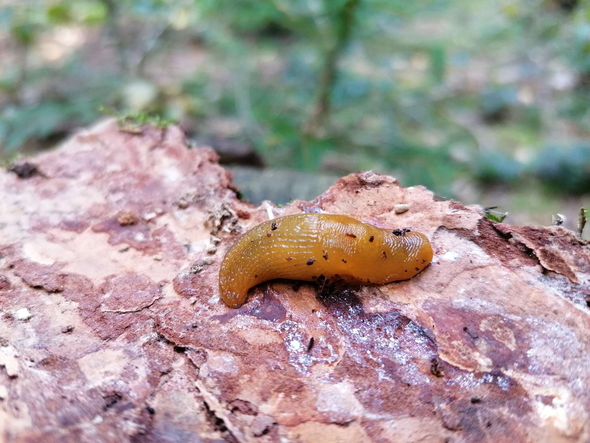 Malacolimax tenellus (O. F. Müller 1774)的圖片