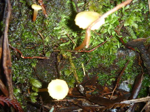 Image of Hygrocybe miniceps (G. Stev.) E. Horak 1990