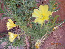 Image of longstem evening primrose