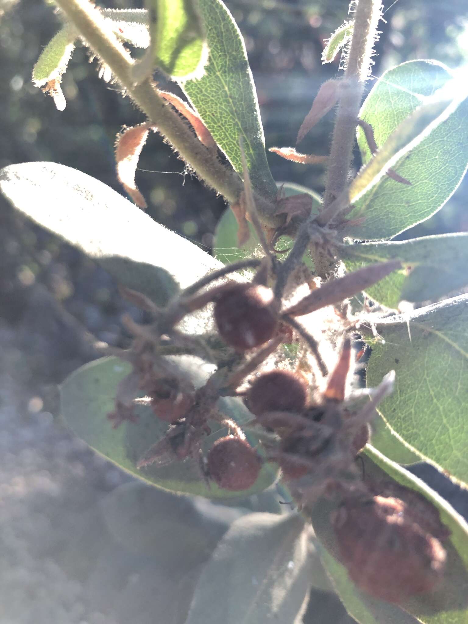 Image of Hoover's manzanita