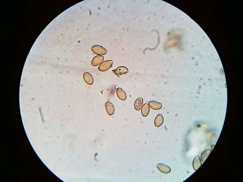 Image of Agrocybe flexuosipes (Peck) Beker & U. Eberh.