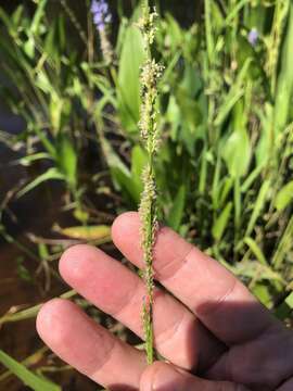 Panicum hemitomon Schult. resmi