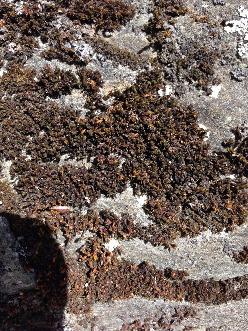 Image of streamside schistidium moss