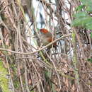 Image of Silvery-throated Spinetail