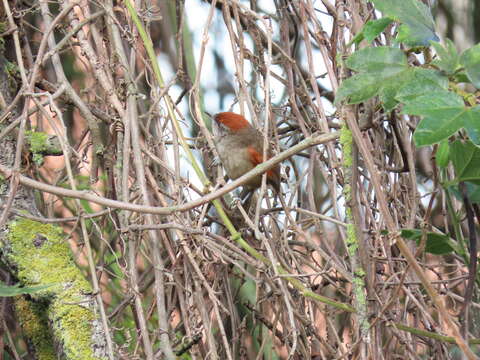 Image of Silvery-throated Spinetail