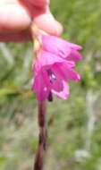 Image of Dierama formosum Hilliard