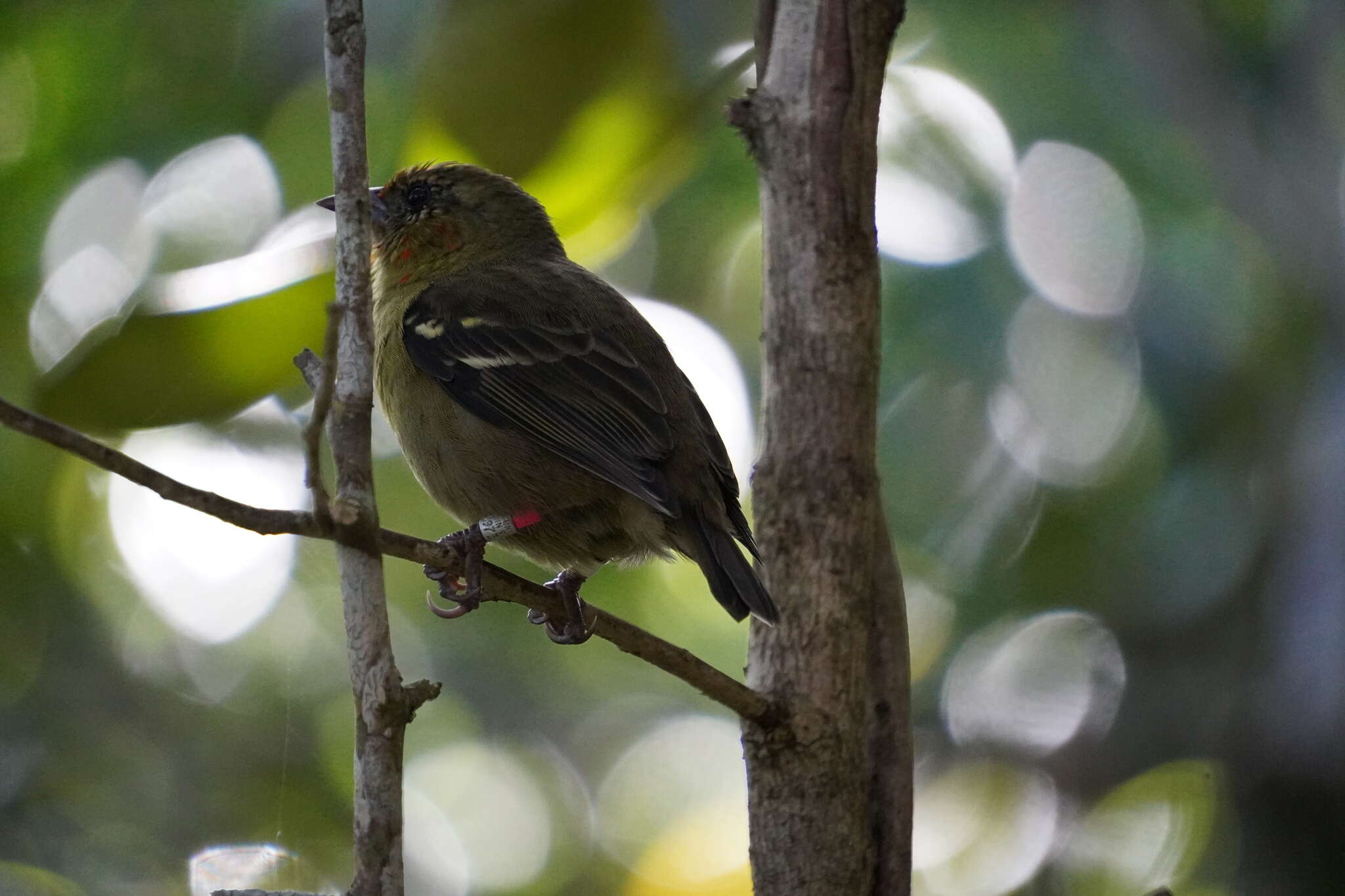 Image of Mauritius Fody