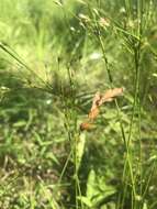 Image of broom sedge