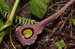 Image of Aristolochia foetida Kunth