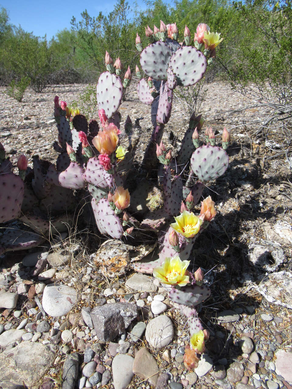 Opuntia azurea var. diplopurpurea的圖片