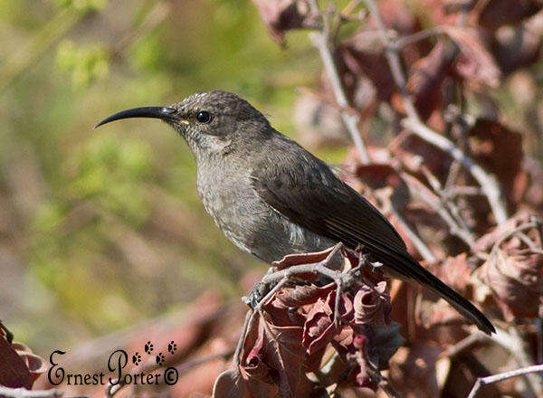 Image of Greater Double-collared Sunbird