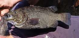 Image of Black grunter