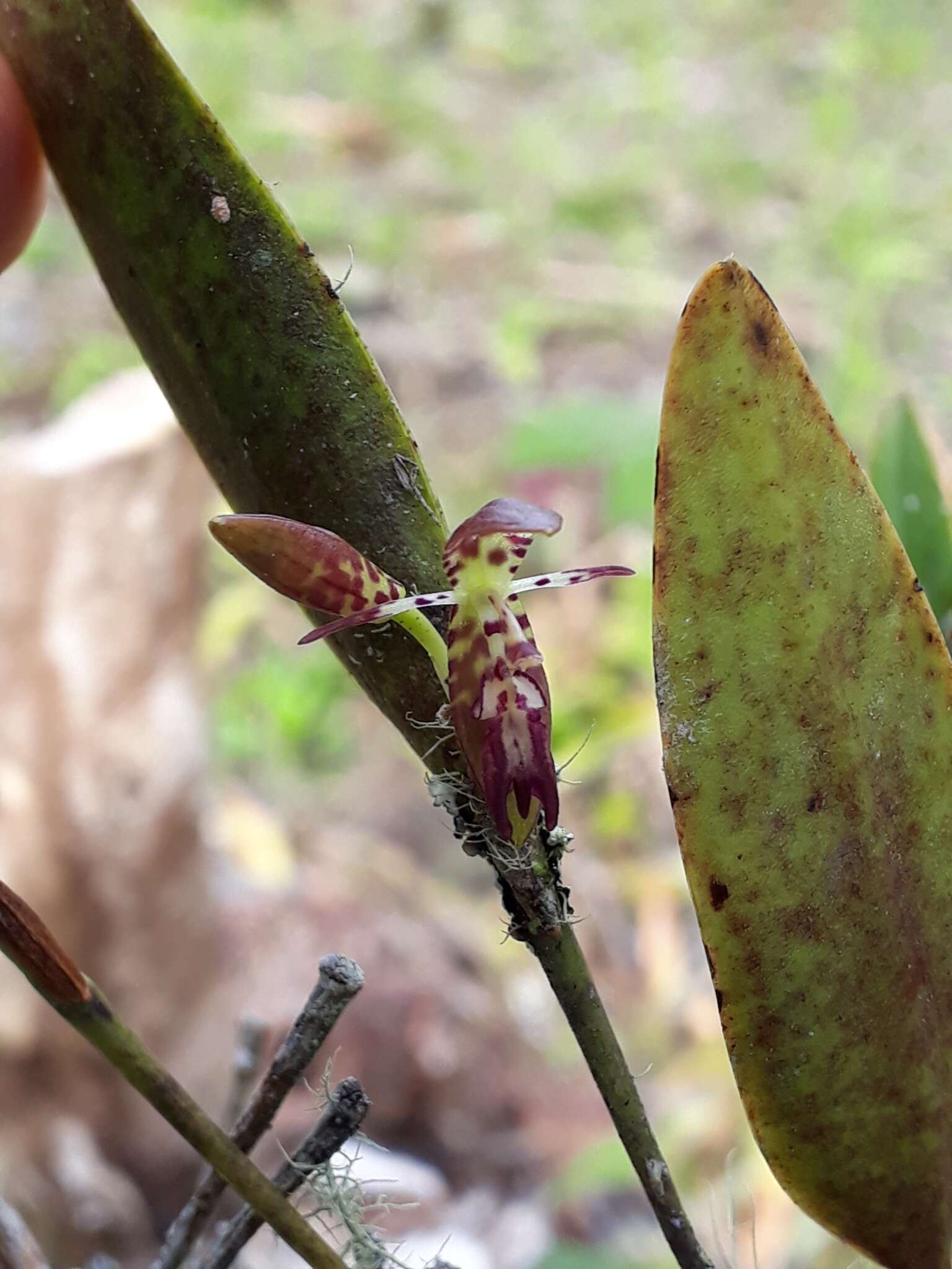 Image of Pleurothallis talpinaria Rchb. fil.