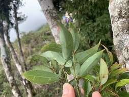 Cinnamomum yabunikkei H. Ohba resmi