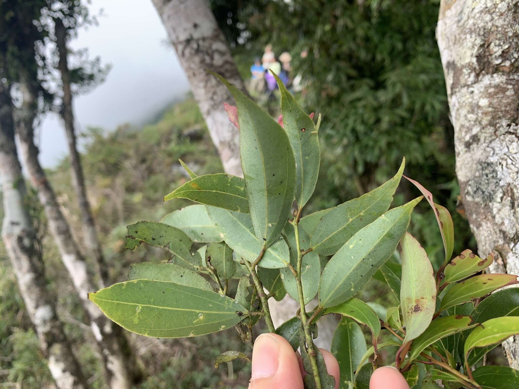 Cinnamomum yabunikkei H. Ohba resmi