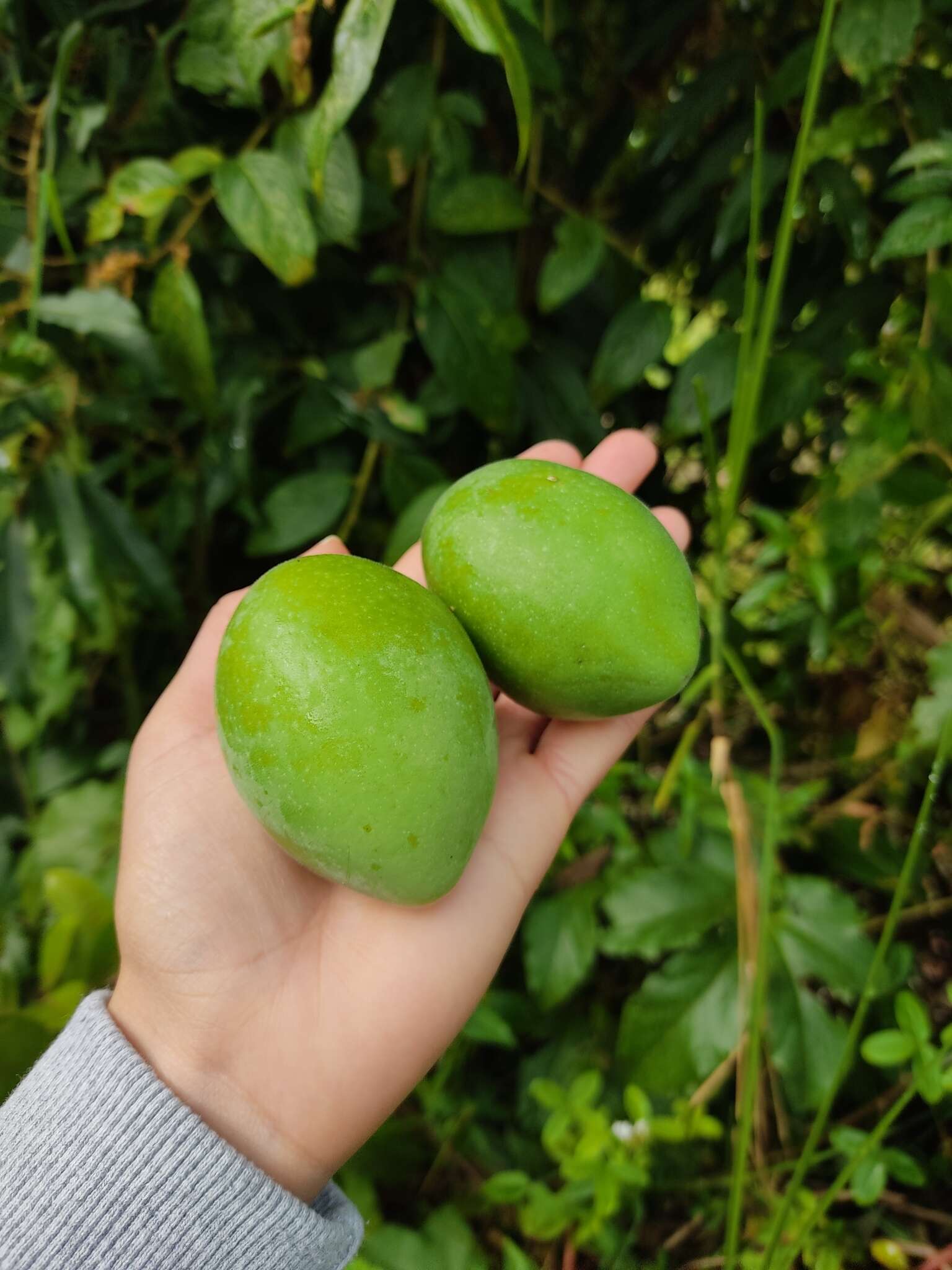 Image of Passiflora adenopoda