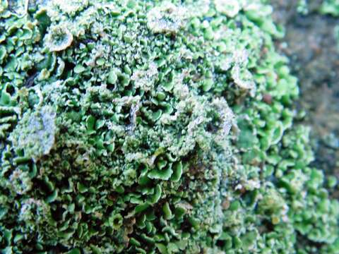 Image of popcorn lichen