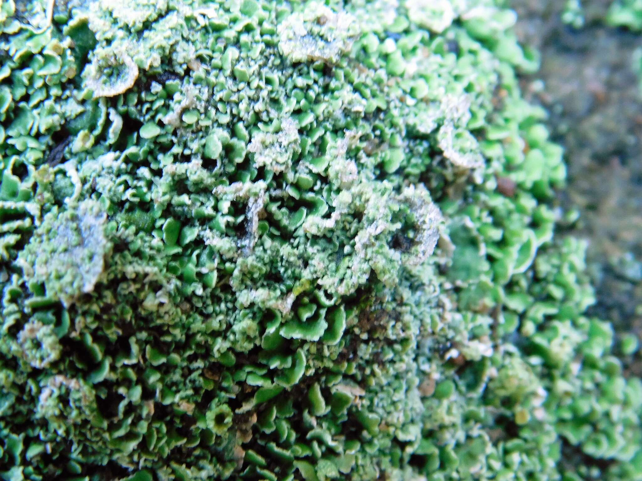 Image de Cladonia firma (Nyl.) Nyl.