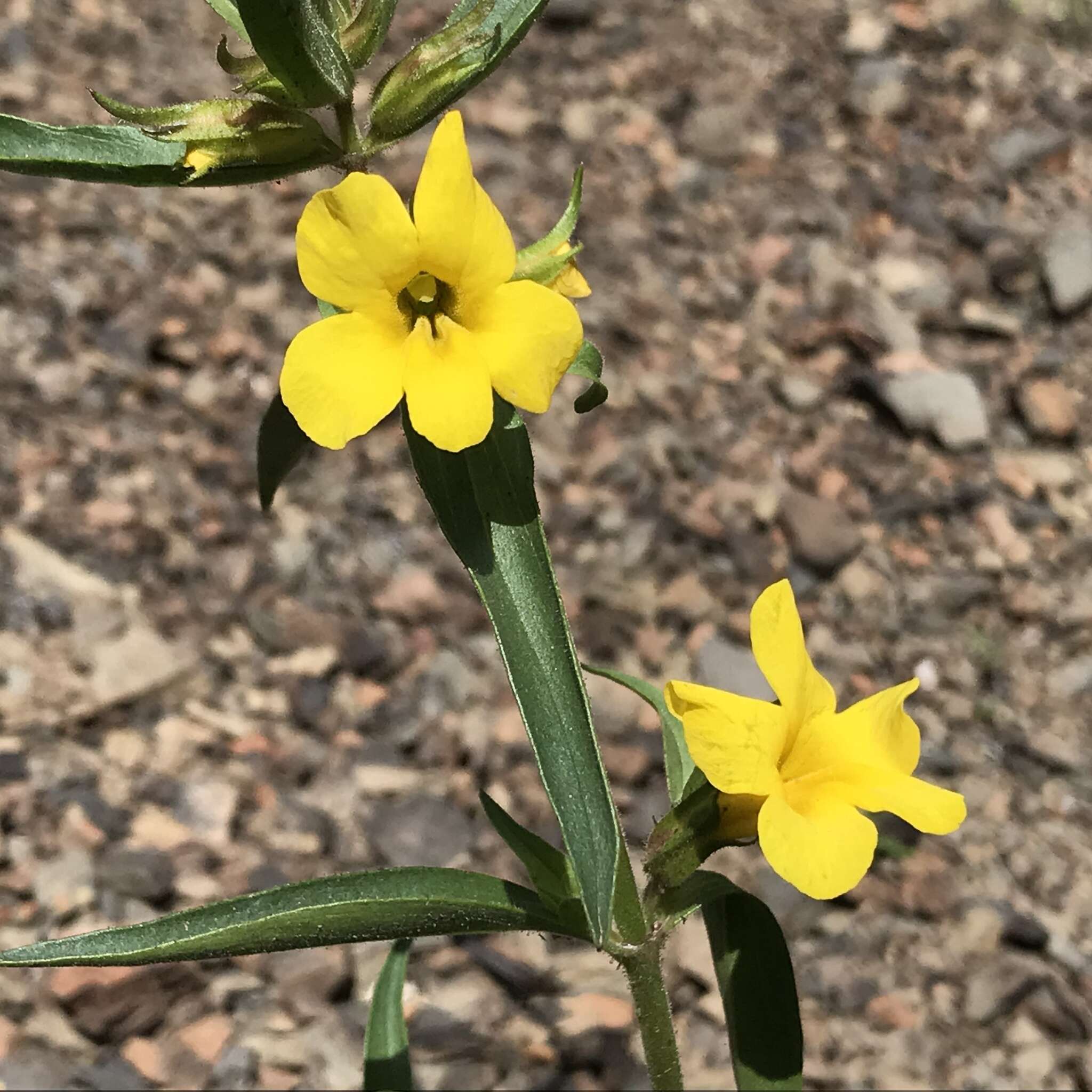 Plancia ëd Diplacus brevipes (Benth.) G. L. Nesom