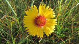 Plancia ëd Gaillardia aristata Pursh