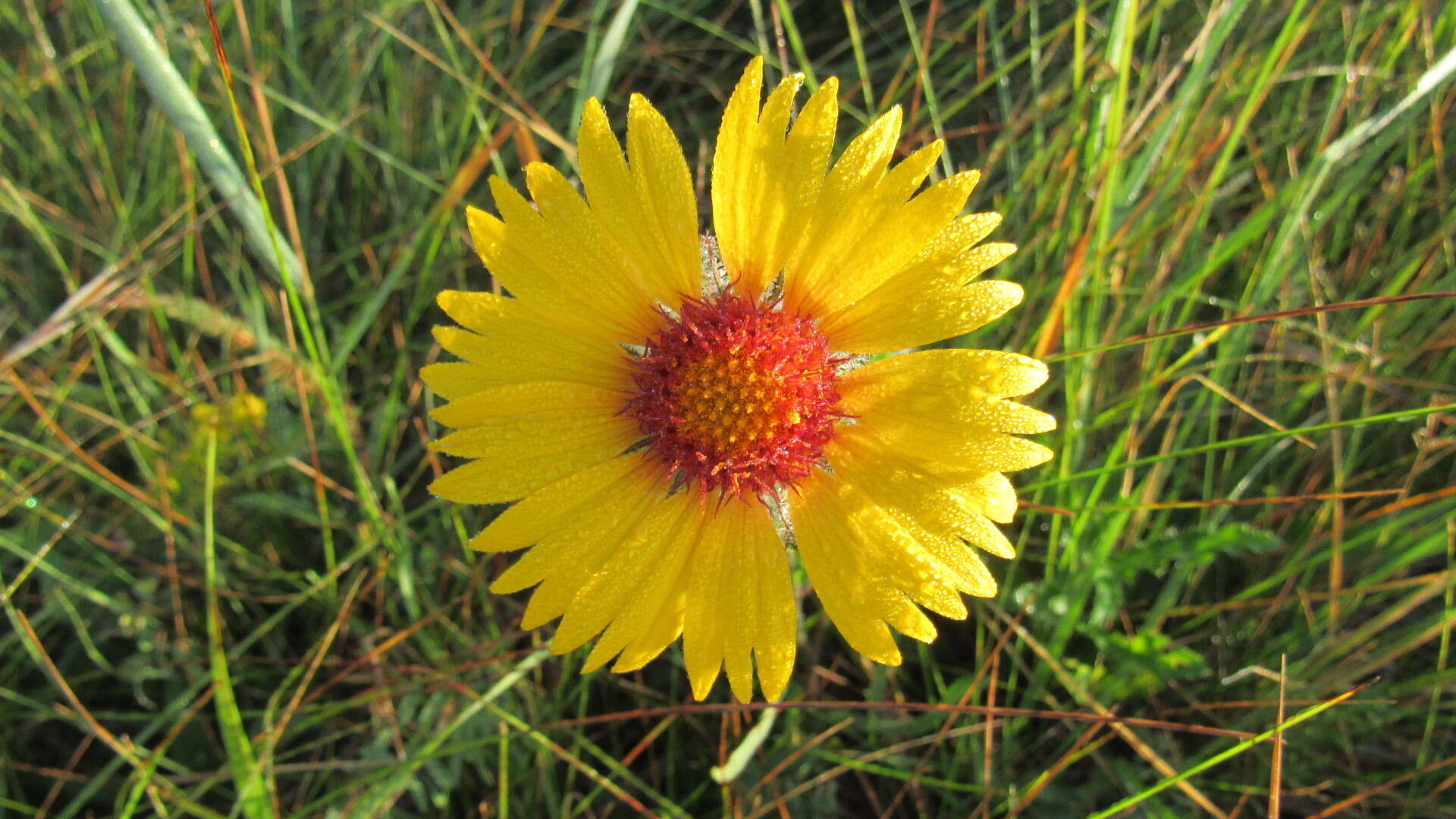 Plancia ëd Gaillardia aristata Pursh