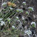 Image of Arenaria armerina Bory