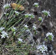 صورة Arenaria armerina Bory