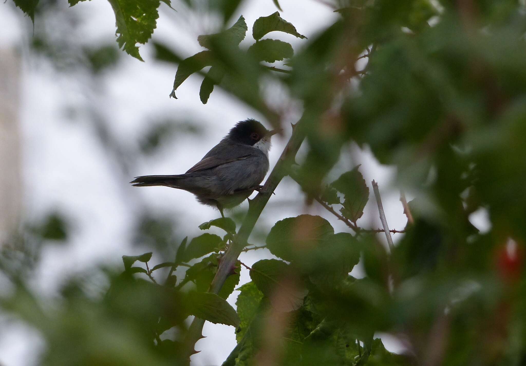 Image of Sardinian Warbler