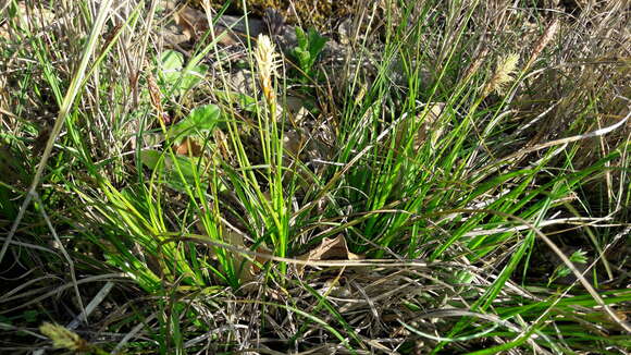 Image of Carex halleriana Asso